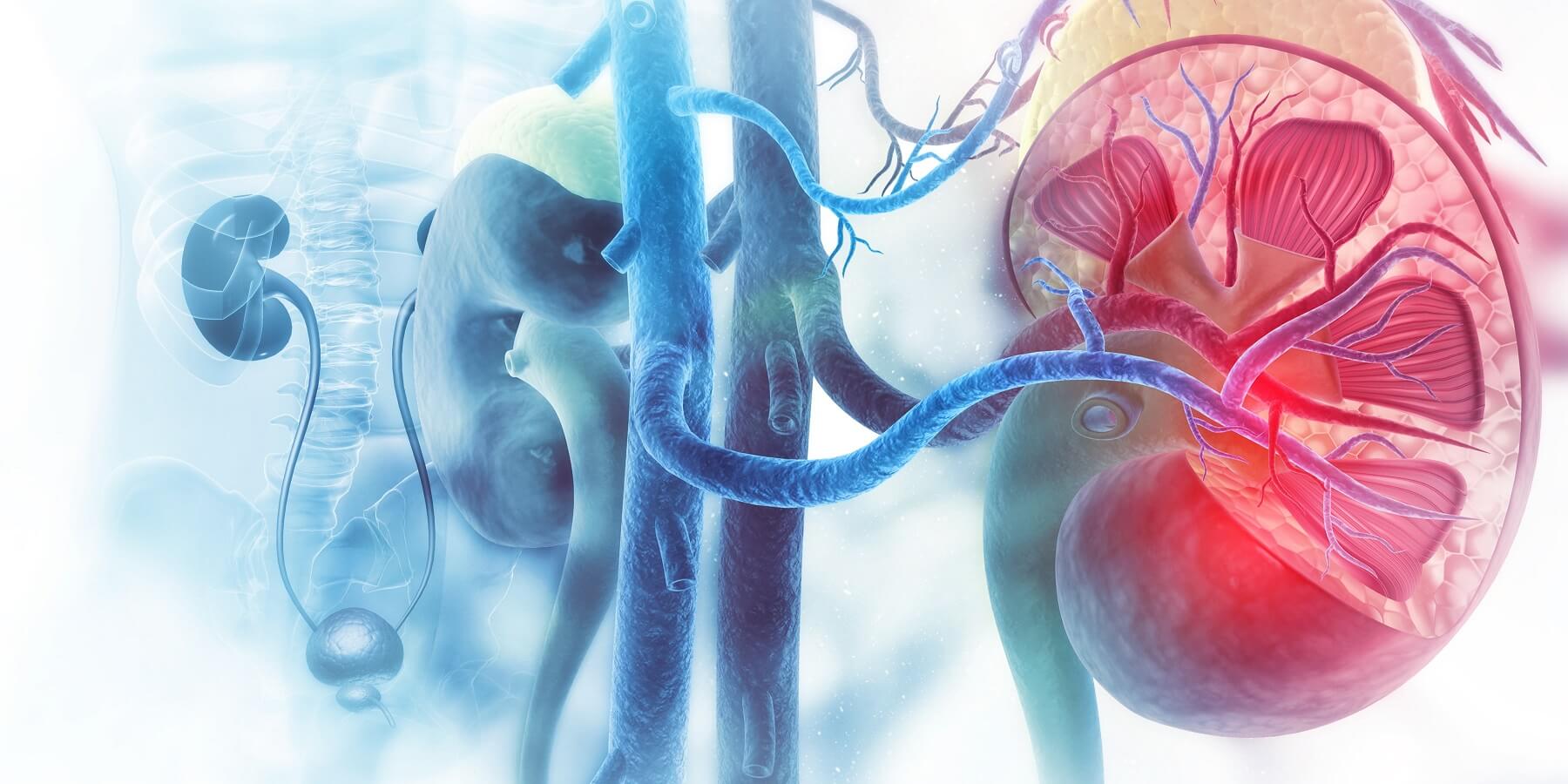 Anatomische Darstellung einer menschlichen Niere